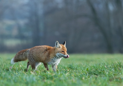 红狐狸在草地上