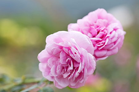 月季花园图片 月季花园素材 月季花园插画 摄图新视界