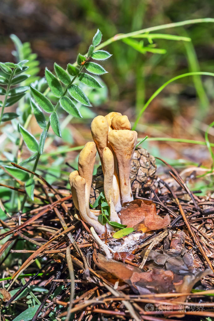 食用蘑菇rogatec芦苇clavariadelphus芦苇latclavar