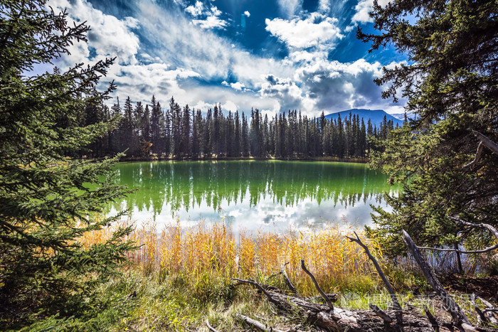 湖中反映的针叶林