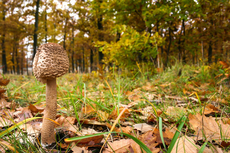 棕色伞盖的蘑菇图片