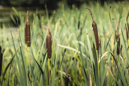 suwalki菖蒲-香蒲布什,suwalki,波兰照片