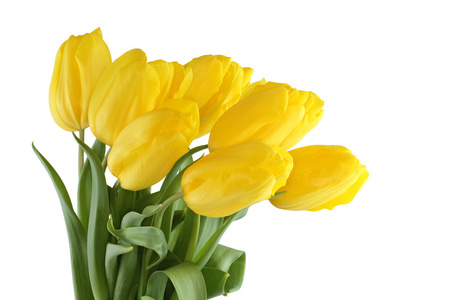 在白色背景上的黄色郁金香的花束