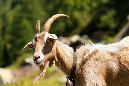 螺角山羊山羊图片