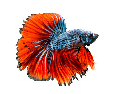 宏移动红色的斗鱼照片