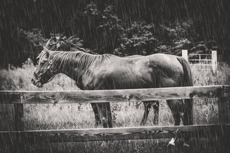 两匹马站在暴风雨中的牧场
