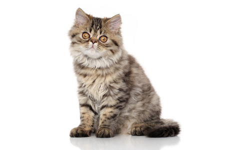 条纹的波斯猫图片