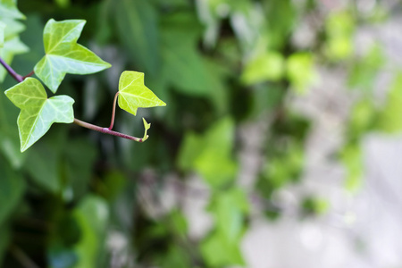 藤蔓植物图片