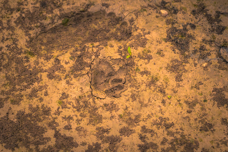 秘鲁国家公园2017年8月07日 秘鲁马吉国家公园亚马逊雨林的捷豹脚印