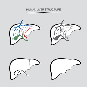 人类肝脏结构照片