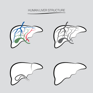 人体器官肝简笔画图片