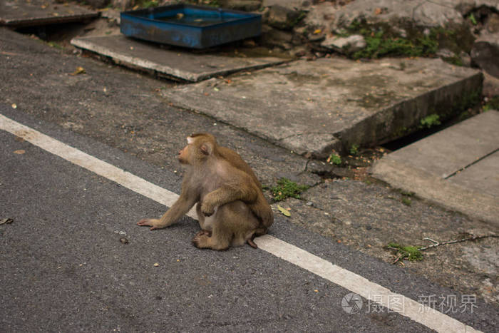 猴子在丛林泰国