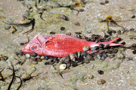 海底生物的红海