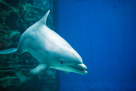 常见宽吻海豚