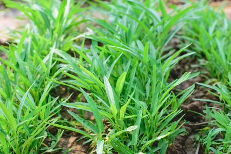 牵牛花的菜园里