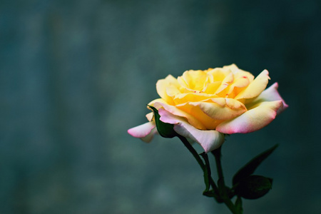 黄粉色玫瑰
