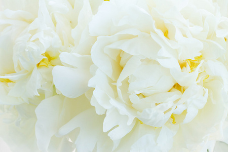 白牡丹花朵