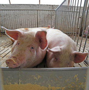 在一个农场的猪圈的胖猪