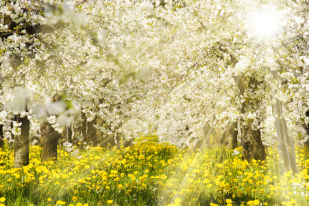 苹果开花的树图片