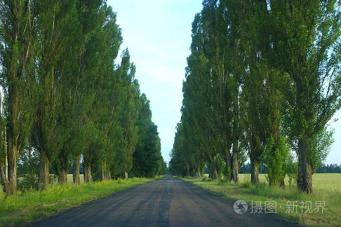 柏油马路两边的绿色高杨树