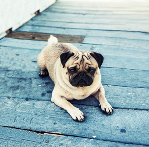 美丽的男性只八哥幼犬