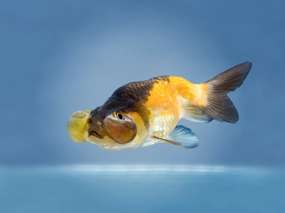 美丽的金色鱼泡眼亮蓝色背景上轮廓关于男人用假蝇钓