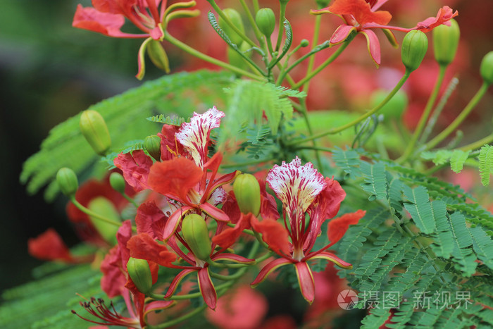 火焰树花皇家 Poinciana