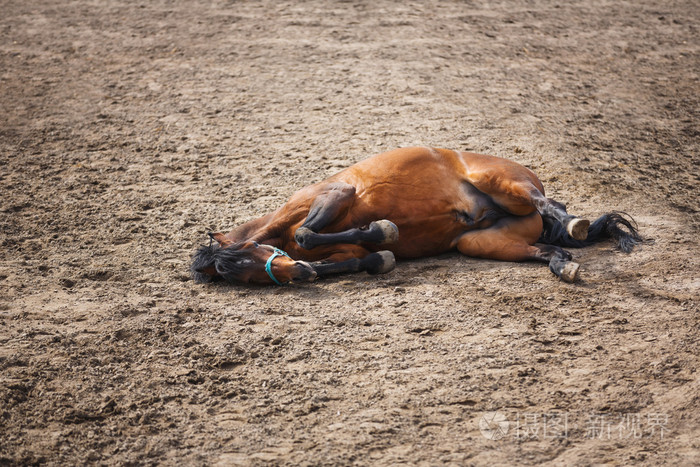 躺着的马