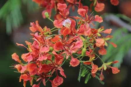 火焰树花皇家 Poinciana