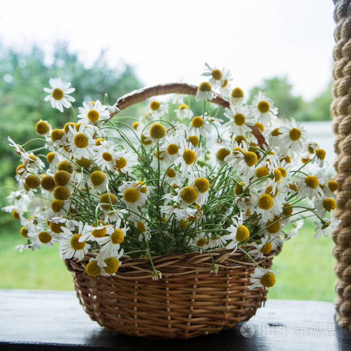 在篮子里的雏菊花洋甘菊在花园里的篮子