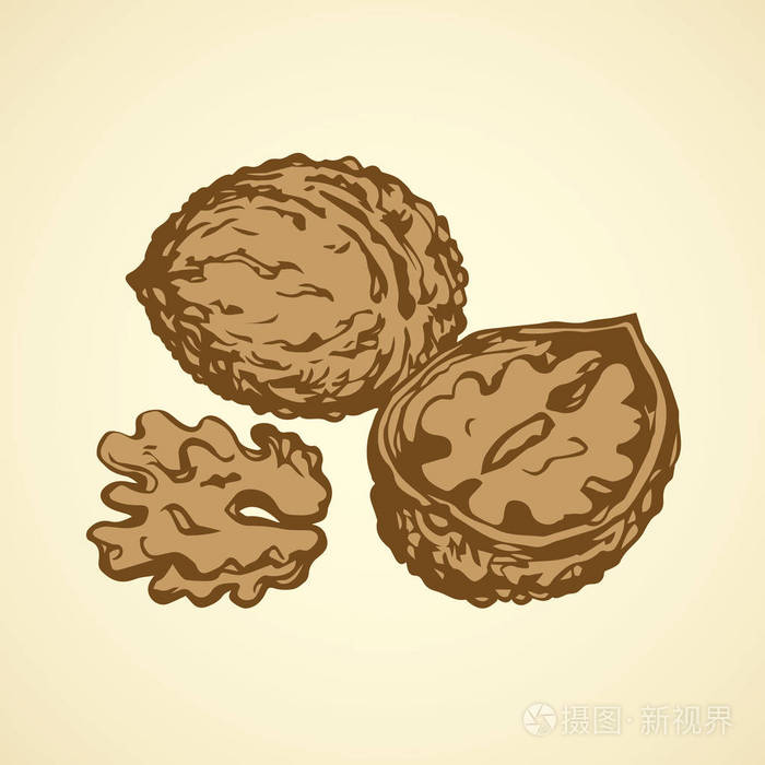 核桃.矢量绘图插画-正版商用图片0eknx7-摄图新视界