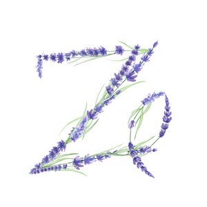 大写字母 Z 的水彩薰衣草花香，孤立手绘在白色的背景下，婚礼设计
