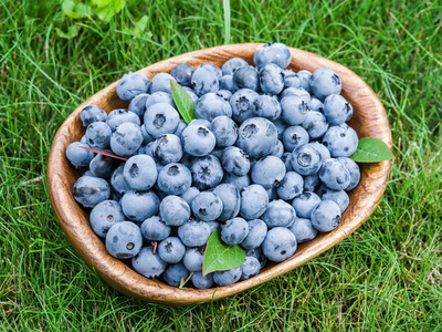 成熟的蓝莓在绿草上的木碗