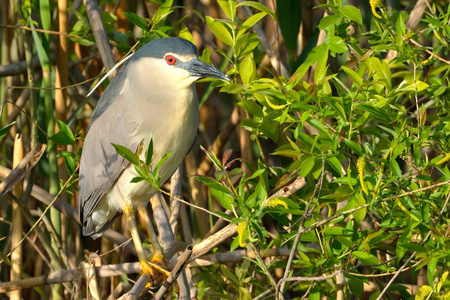 黑冠夜苍鹭nycticoraxnycticorax