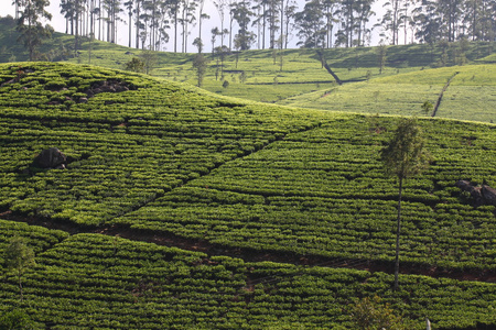 斯里兰卡红茶人工林山