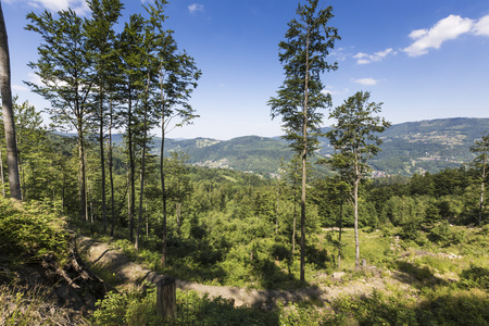 Skrzyczne 的山地景观。山坡上长满了松树 tr