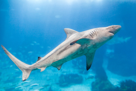 鲨鱼里斯本水族馆