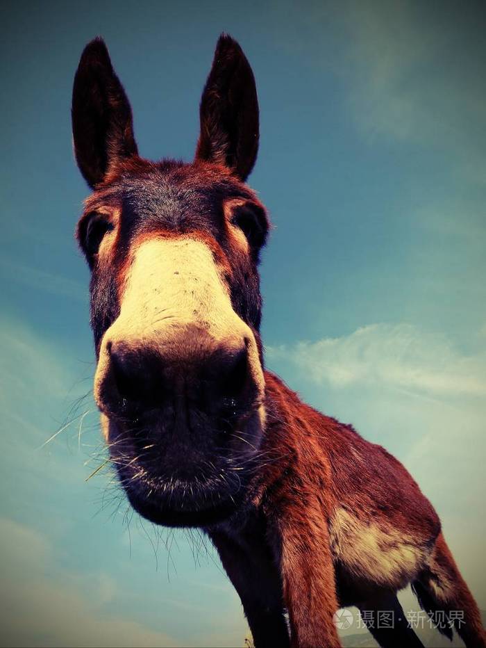 长耳朵的棕色驴, 用鱼眼镜头拍照