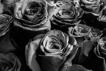 黑玫瑰背景黑玫瑰背景.玫瑰花束照片