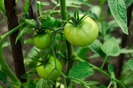 园艺主题  床上布什与年轻未成熟的绿色蕃茄