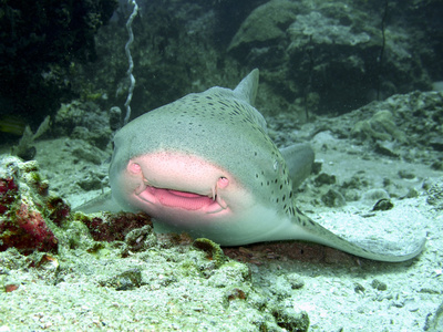 水下豹纹鲨