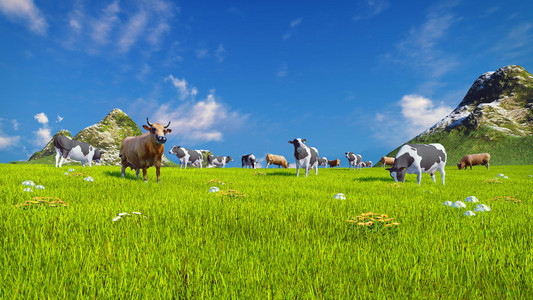 奶牛在春天高寒草甸上