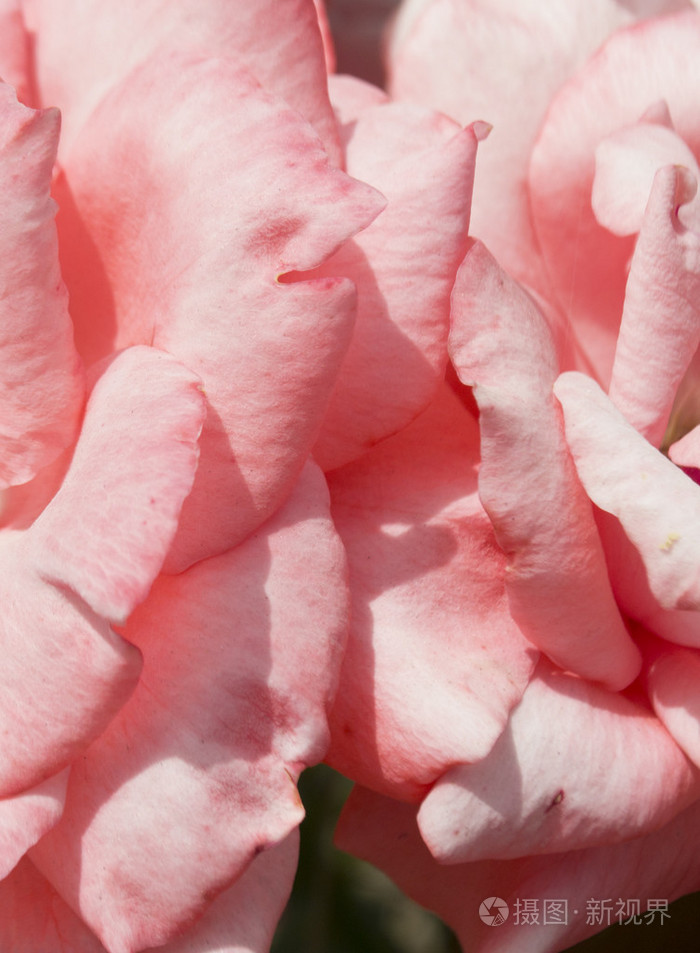 纹理的玫瑰花瓣