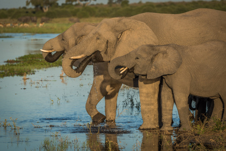 三只大象在饮一江水的线图片