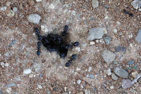 蚂蚁地下巢穴图片