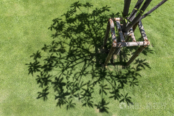 在绿色草地上树影子