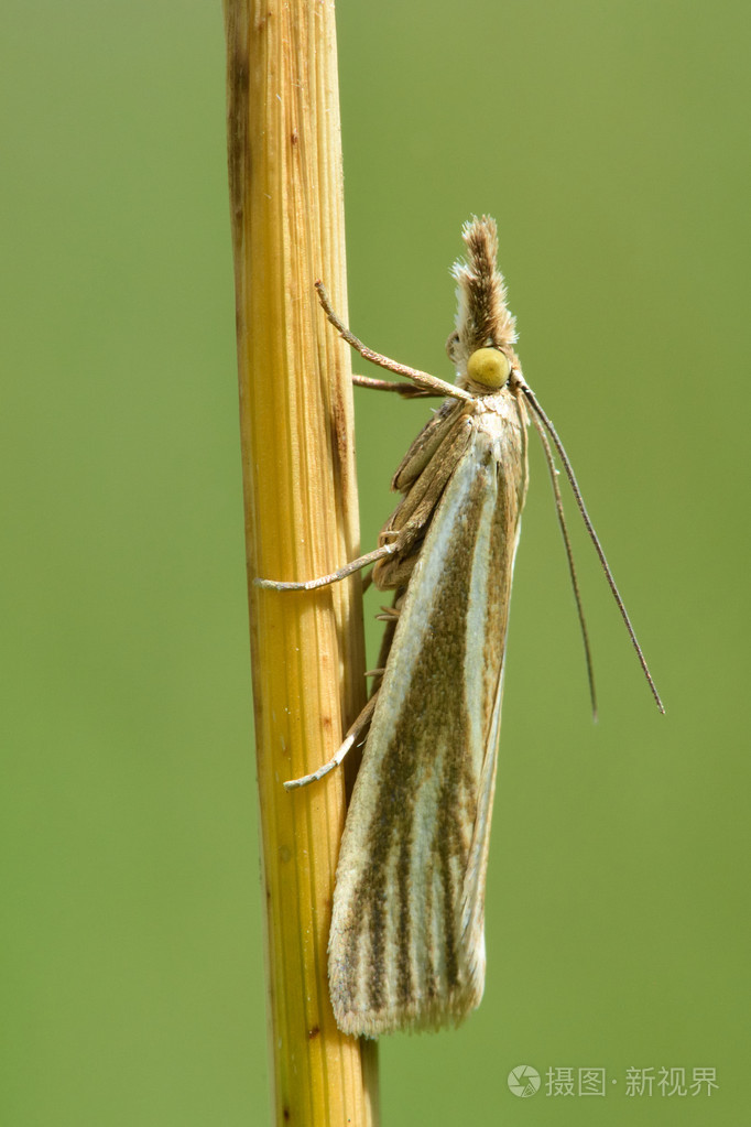 草螟属perlella微蛾在草地上休息
