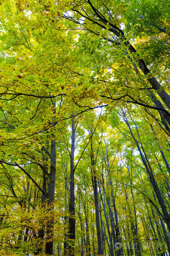 美丽的森林在阳光灿烂的日子
