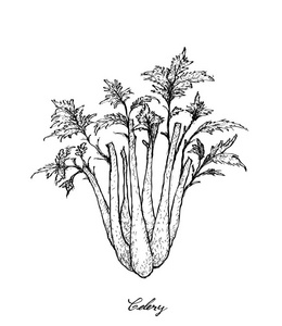 白色背景芹菜手画照片