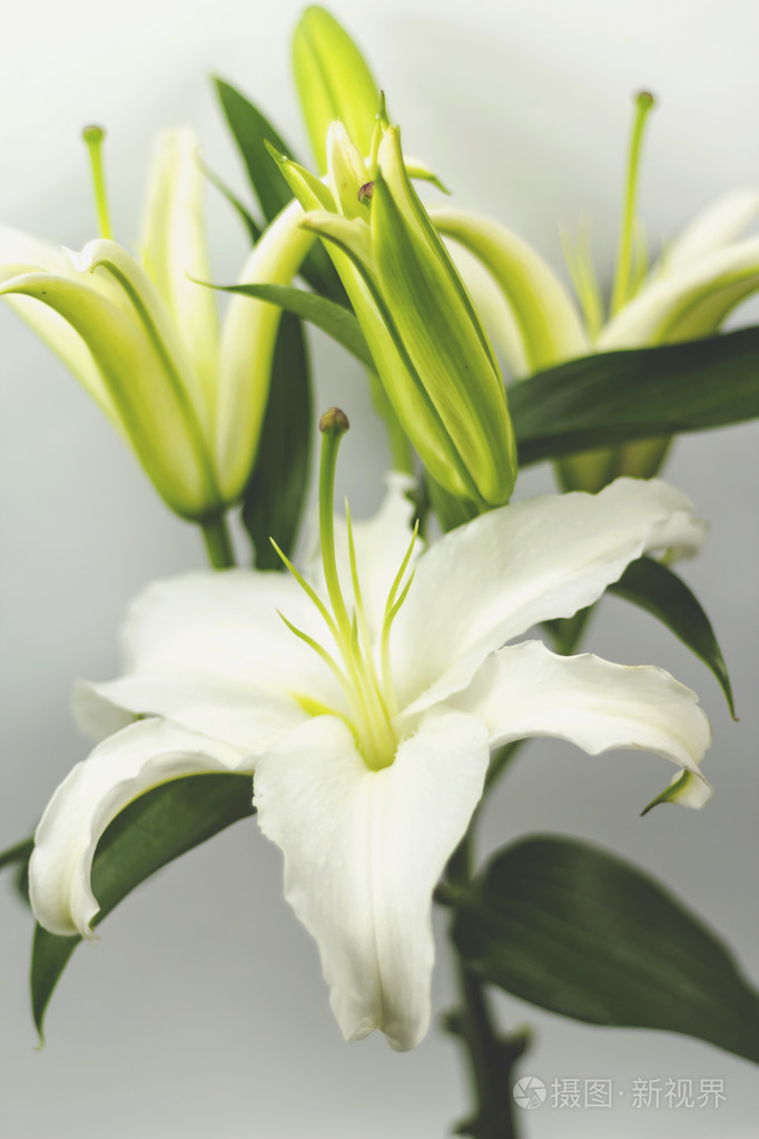 2333*3500px发票合同问题/百合美丽白色植物查看作者